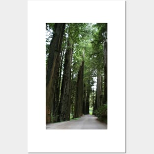 Redwood Trail - Crescent City, CA Posters and Art